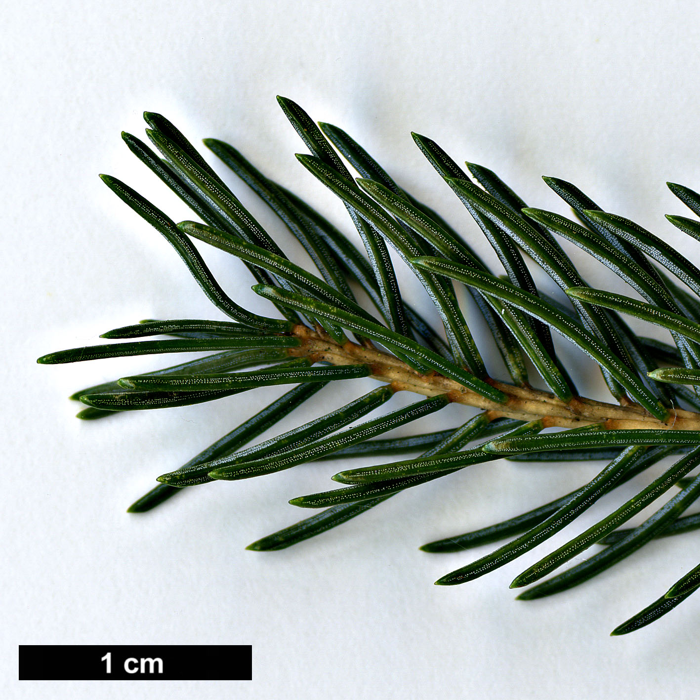 High resolution image: Family: Pinaceae - Genus: Picea - Taxon: alcoquiana - SpeciesSub: var. reflexa